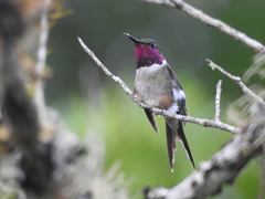 Calliphlox amethystina