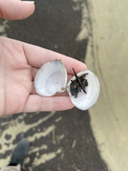 Mactra stultorum