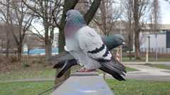 Columba livia domestica