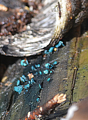Chlorociboria aeruginascens