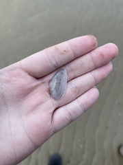 Donax trunculus
