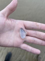 Donax trunculus