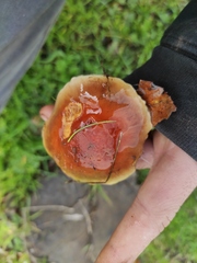 Pholiota highlandensis