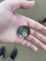 Acanthocardia tuberculata
