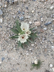 Mohavea confertiflora