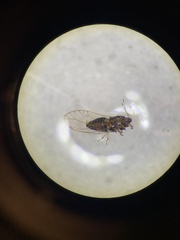 Bactericera cockerelli