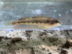 Etheostoma duryi
