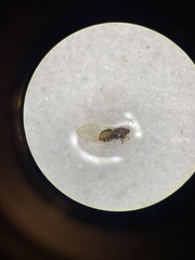 Bactericera cockerelli