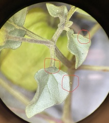 Bactericera cockerelli