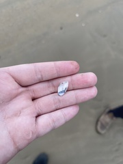 Donax trunculus