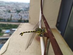 Sinictinogomphus clavatus