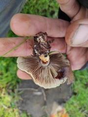 Pholiota highlandensis