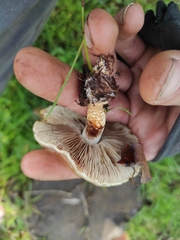Pholiota highlandensis