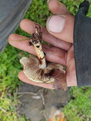 Pholiota highlandensis