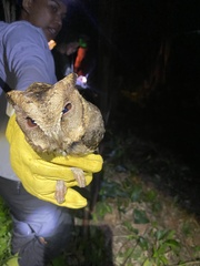 Otus lempiji
