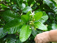 Tabernaemontana cerifera