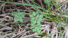 Parietaria pensylvanica