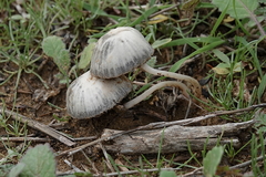 Coprinellus impatiens