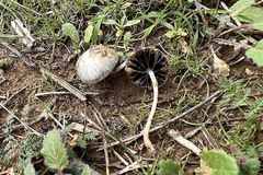 Coprinellus impatiens