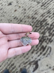 Liocarcinus vernalis