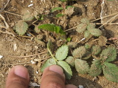 Potentilla fragarioides