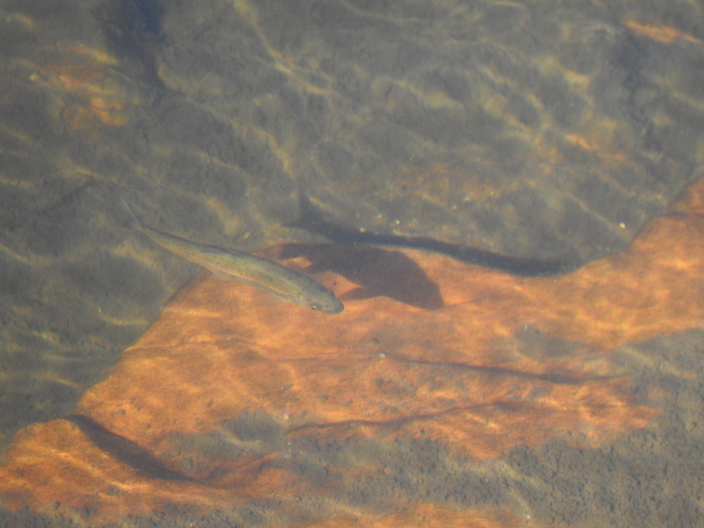 Northern Straight-Mouth Nase