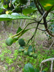 Tabernaemontana cerifera