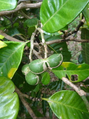 Tabernaemontana cerifera