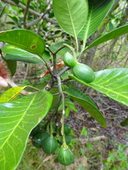 Tabernaemontana cerifera
