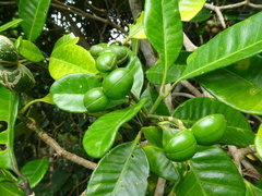 Tabernaemontana cerifera