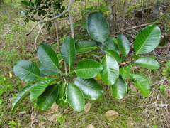 Tabernaemontana cerifera
