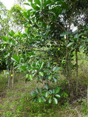 Tabernaemontana cerifera