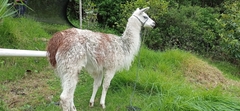 Lama