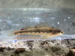 Etheostoma duryi