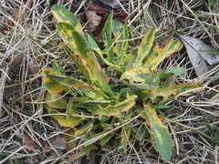 Xanthomonas
