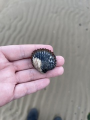 Acanthocardia tuberculata