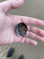 Acanthocardia tuberculata