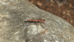 Crocothemis sanguinolenta