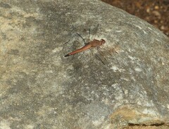 Crocothemis sanguinolenta