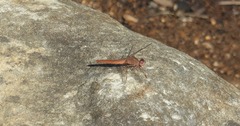 Crocothemis sanguinolenta