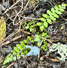 Polystichum munitum