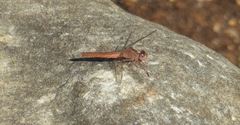 Crocothemis sanguinolenta