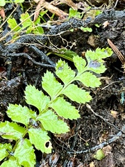Polystichum munitum