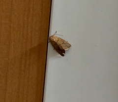 Spodoptera cilium