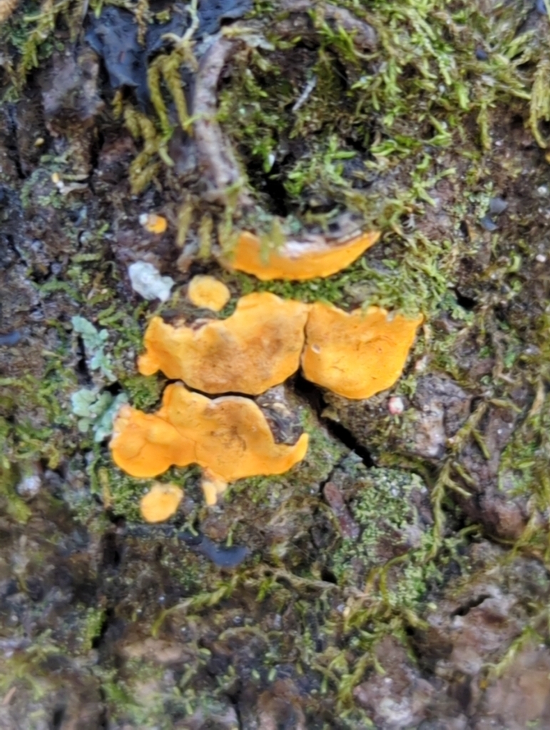 Amyloxenasma sp. 'FL01'
