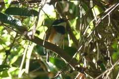 Batis capensis capensis