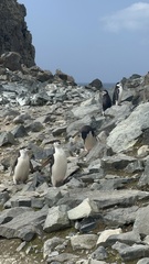 Pygoscelis antarcticus