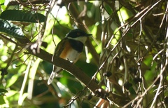 Batis capensis capensis