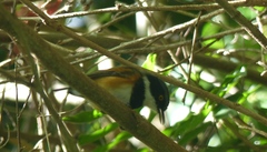 Batis capensis capensis