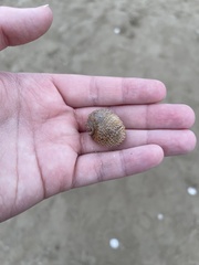 Naticarius stercusmuscarum